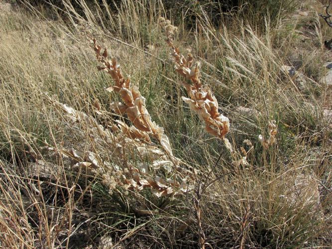 Dry grasses and brush