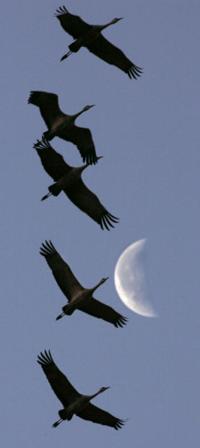 Workshop gives expert advice on sandhill cranes