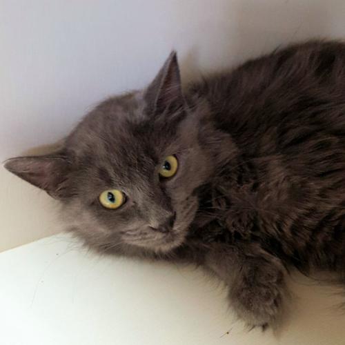 Adopt a friend: Clyde