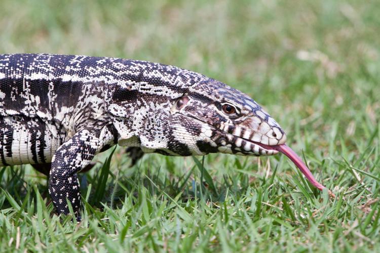 Lizard