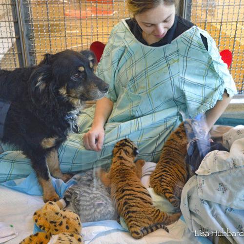 Dog takes over as tiger cubs' 'nanny' at Cincinnati Zoo