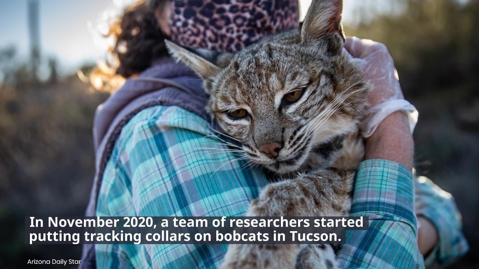 A nearby place called Bobcat Alley and how it's become safer for