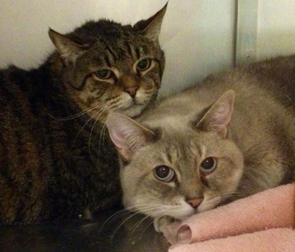 Pima Animal Care Center adoptions