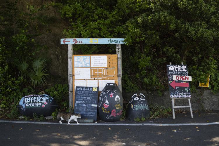 Japan Island of Cats Photo Gallery