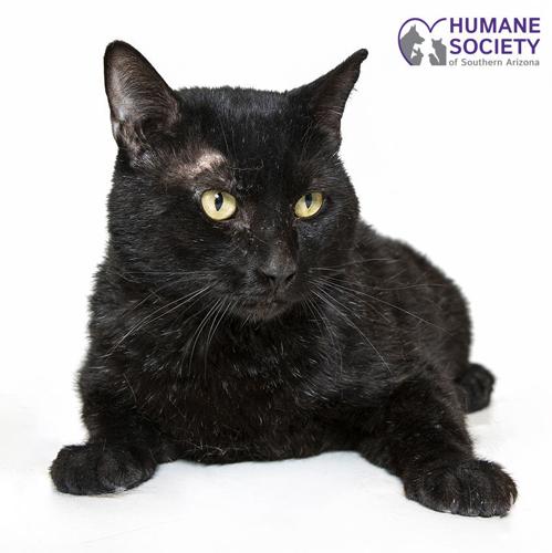 Adopt a friend: Wilson