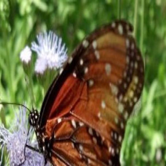 Public Gardens To Explore This Summer Tucson Gardens Tucson Com