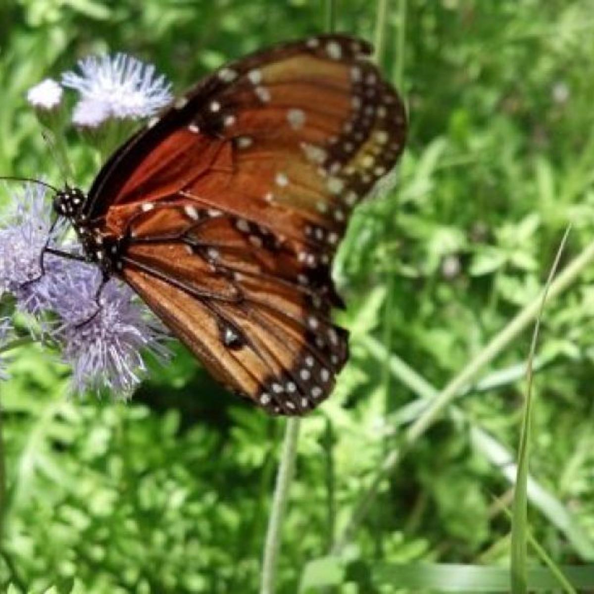 Public Gardens To Explore This Summer Tucson Gardens Tucson Com