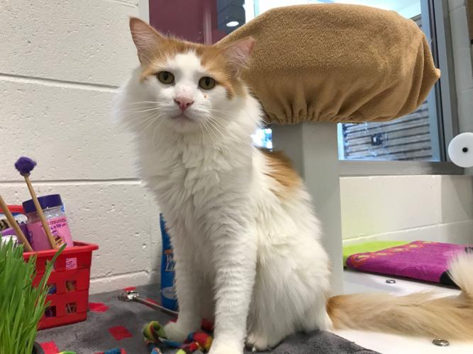 Adopt a friend: Howler