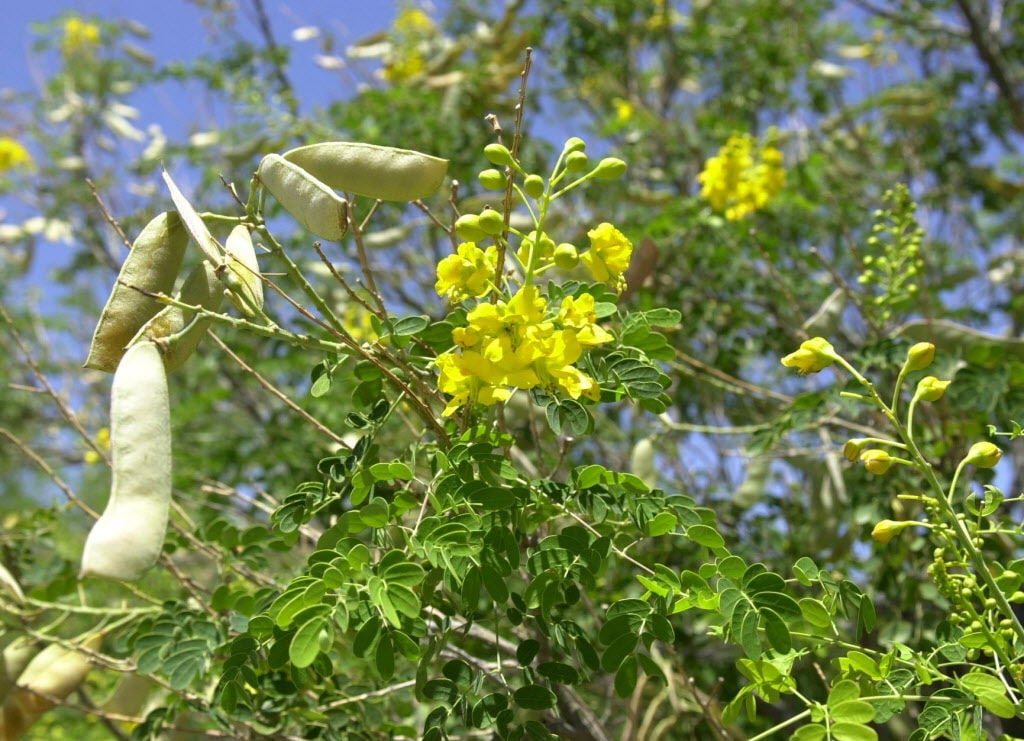 texas bush with yellow flowers