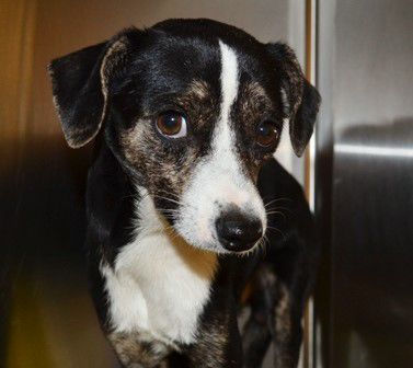 Adopt a friend: Shiloh