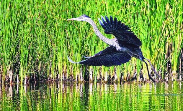 Agua Caliente Park: Tucson's oasis  
