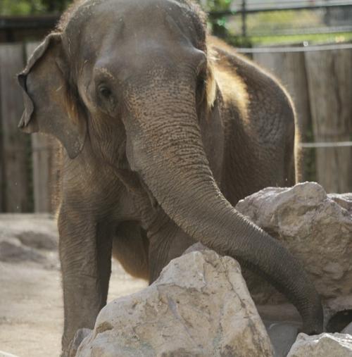 Connie, 1 or 2 elephants moved from Tucson zoo, euthanized
