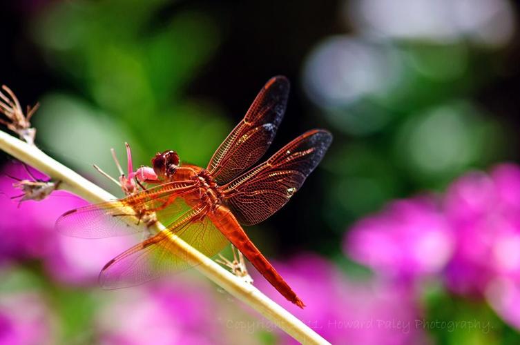 Readers' amazing insects