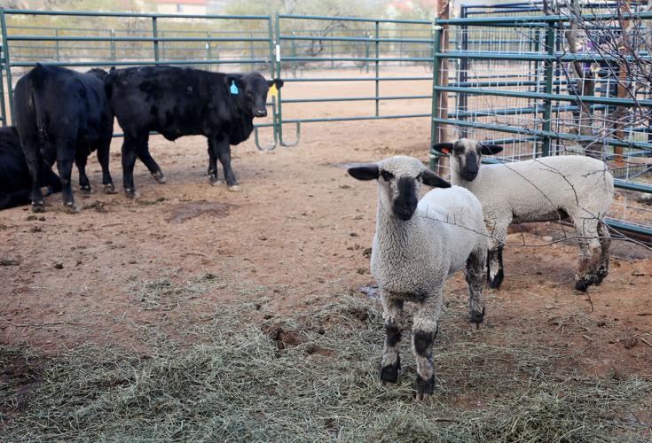 Barn and Outdoor Learning Center
