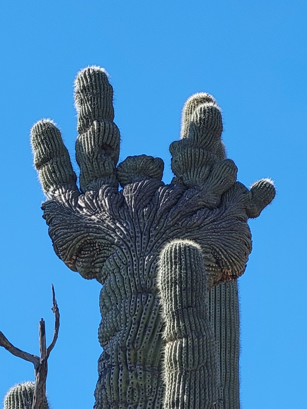 2024-02-03-Colossal-Cave-Crested-Saguaro.jpeg