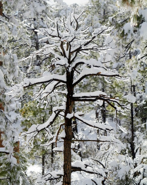 Good snow means it's all uphill for Ski Valley