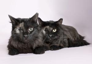 Adopt a Friend