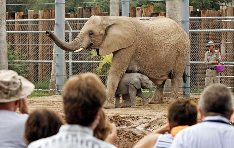 Baby elephant debut
