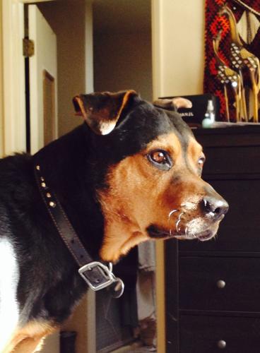 Happy National Dog Day!