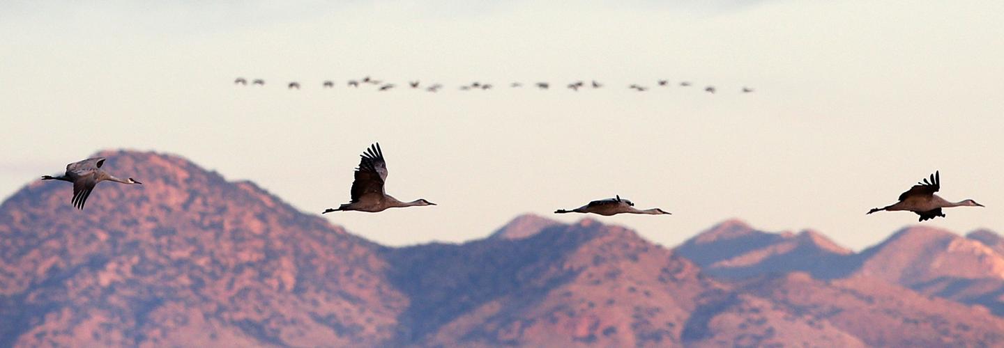 2017 Wings Over Willcox