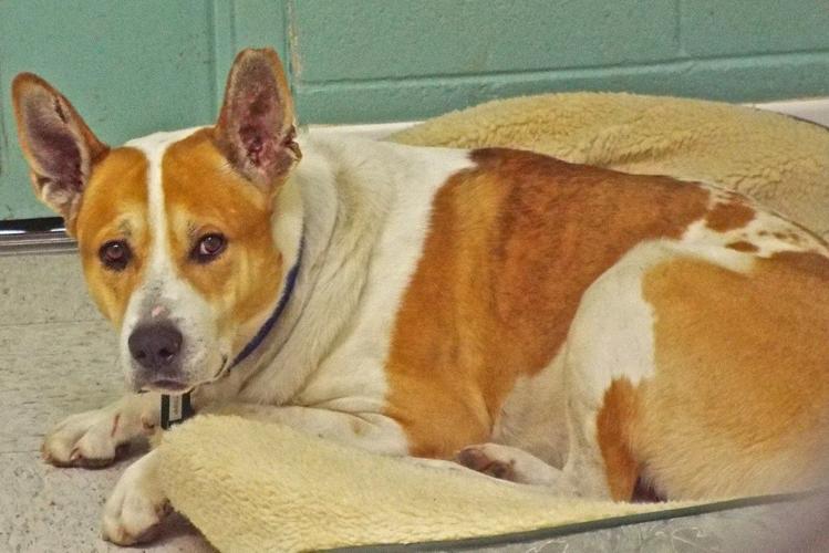 Adopt a friend: Tripp