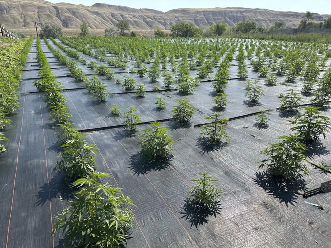 Legal Marijuana-Pesticide