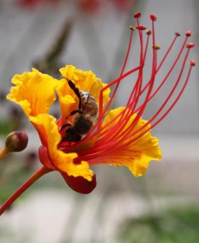 Readers' amazing insects