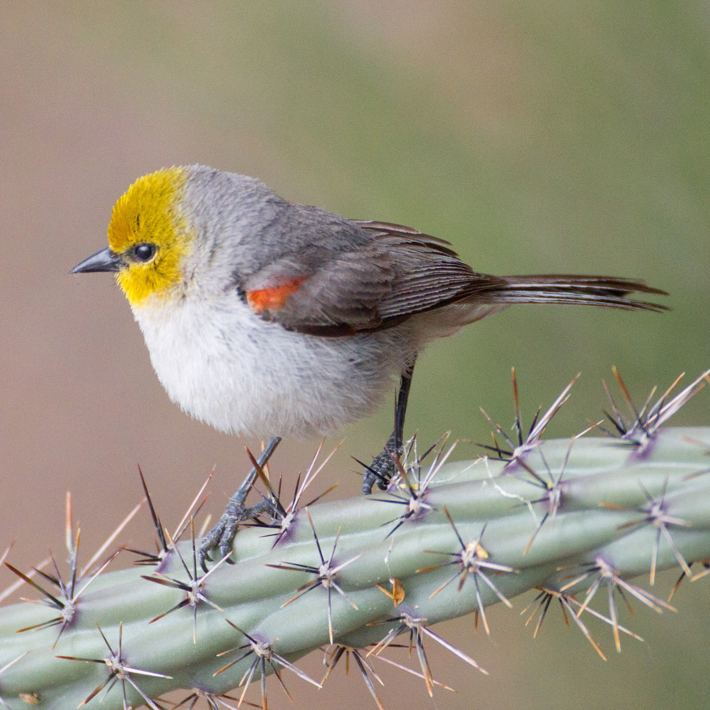 Tucson Meet Your Birds Event Focuses On Winged Wildlife