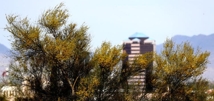 10 fun facts about Arizona's state tree | tucson life | tucson.com