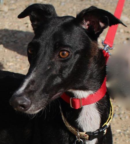 Adopt A Friend: Dee Dee