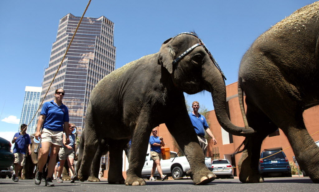 Photos Remembering circus elephants that visited Tucson Galleries