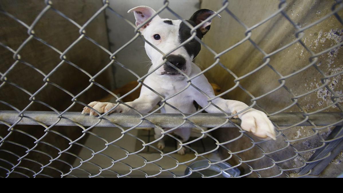 Pima Animal Care Center Seeks Short Term Housing For 100 Dogs Local News Tucson Com