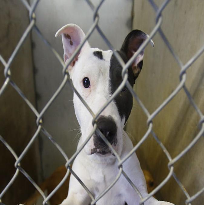 Pima Animal Care Center Seeks Short Term Housing For 100 Dogs Local News Tucson Com We apologize for any inconvenience that this closure causes. pima animal care center seeks short