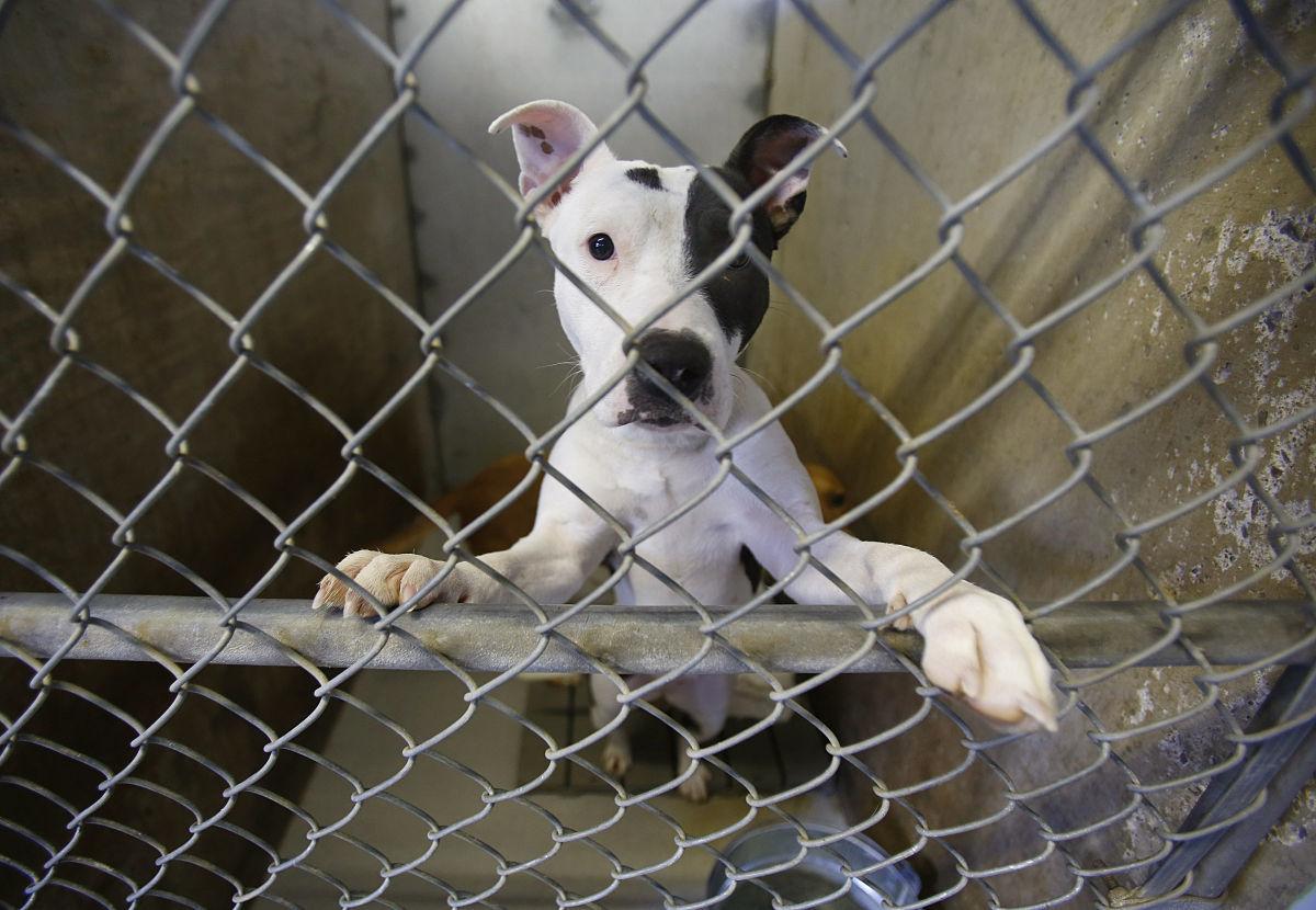 Pima Animal Care Center seeks short-term housing for 100 dogs