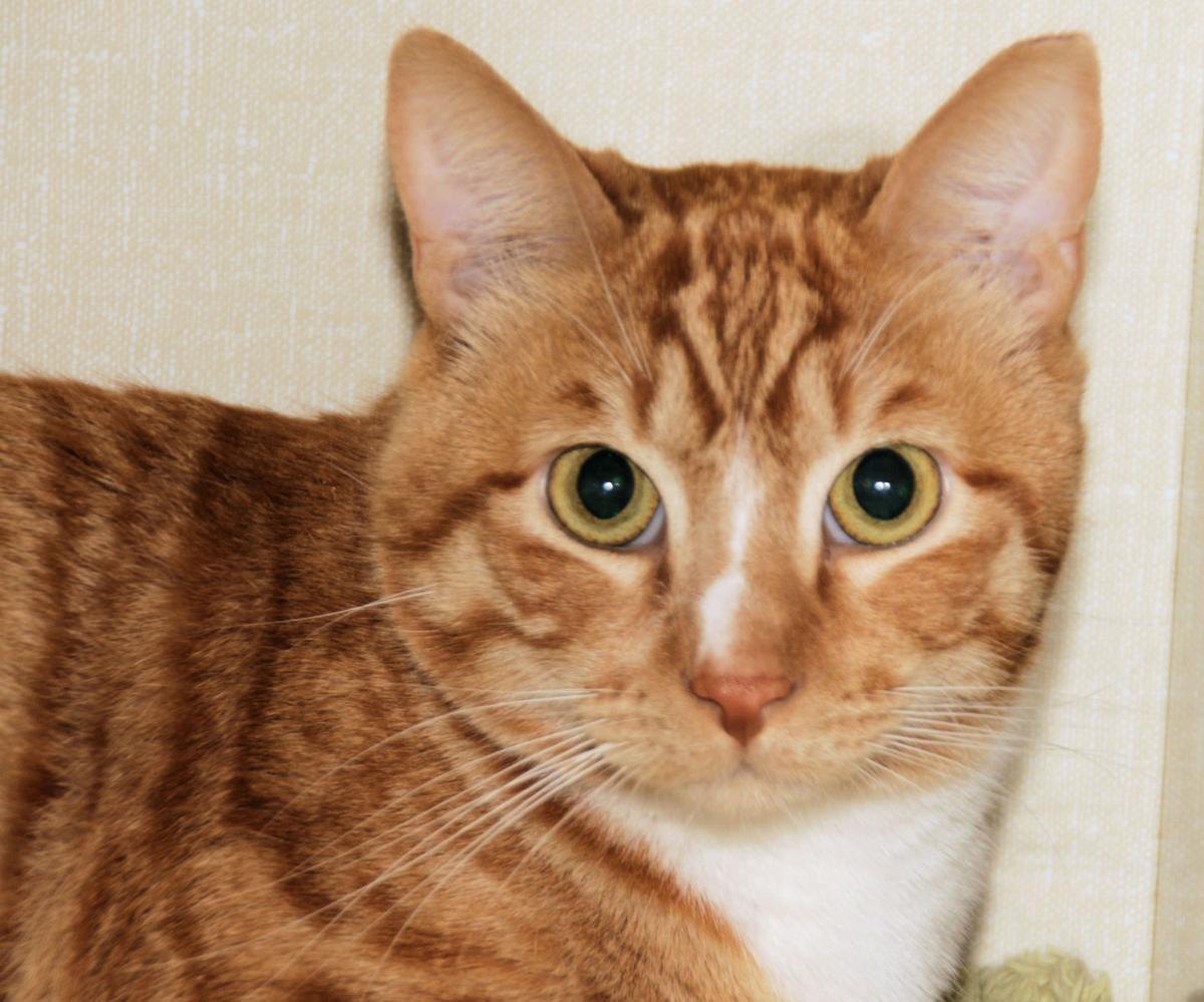 Adopt A Friend for week of April 17, 2017