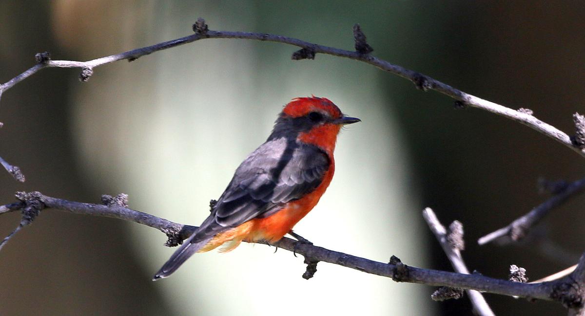 Vermilion Flycatcher