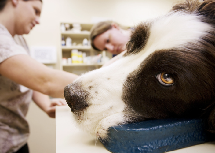 Veterinary technologists and technicians