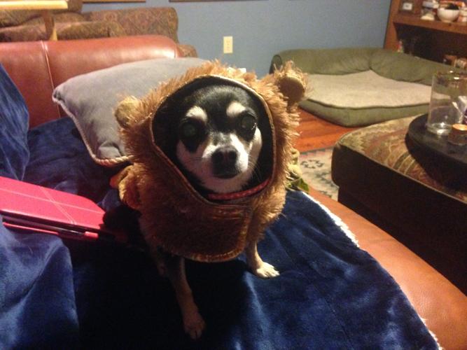 Happy National Dog Day!