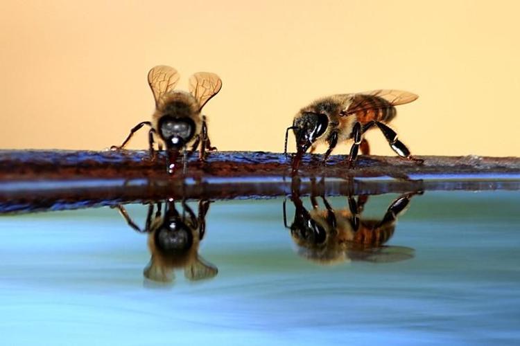 Readers' amazing insects