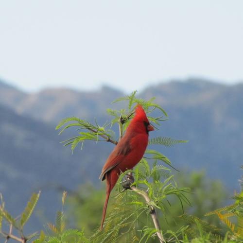 The-most-popular-state-bird-the-Northern-Cardinal.JPG