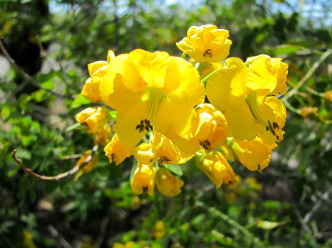 Brilliant yellow flowers