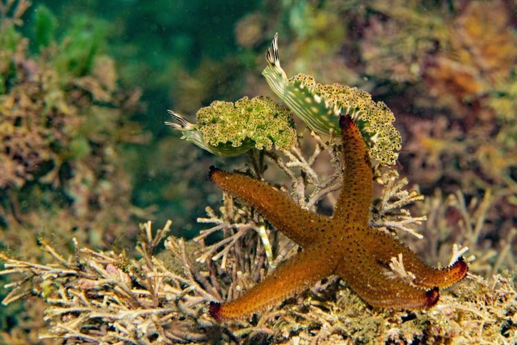 Night diving, San Carlos, Mex.