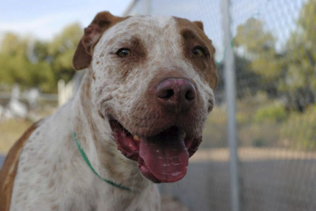 Pima Animal Care Center