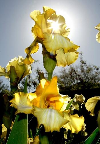 Catching the iris virus Love blooms in iris garden    
