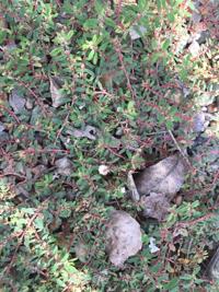 The scourge of spurge