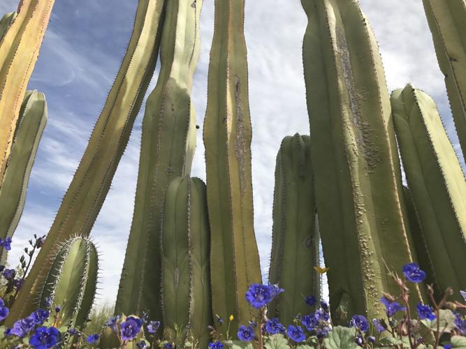 Tohono Chul spring plant sale