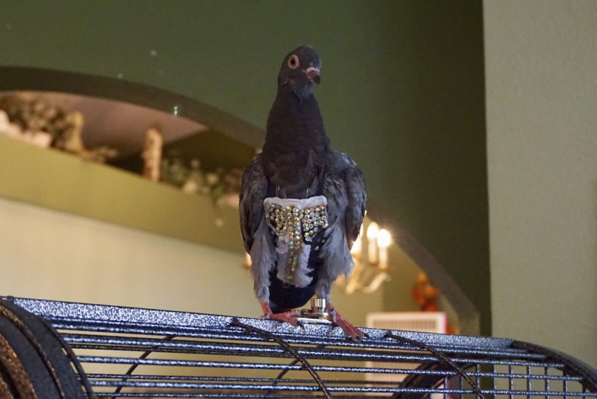 Pigeon wearing rhinestone-studded vest reunited with its Arizona owners