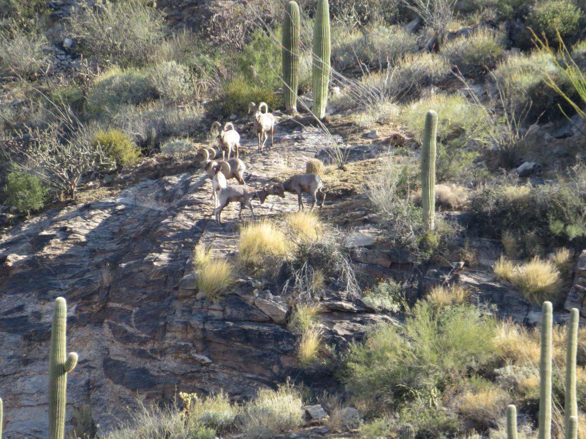 Bighorns in Catalinas