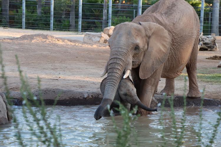 Elephant calf Meru