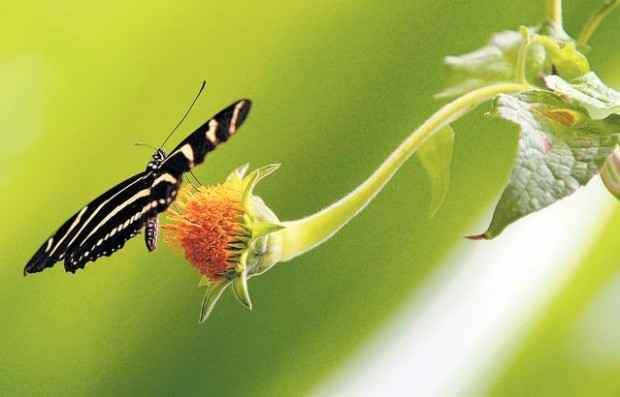 Exhibit at Tucson Botanical Gardens features hundreds of tropical butterflies  
